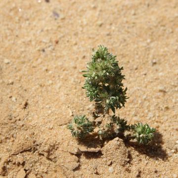 Whole plant