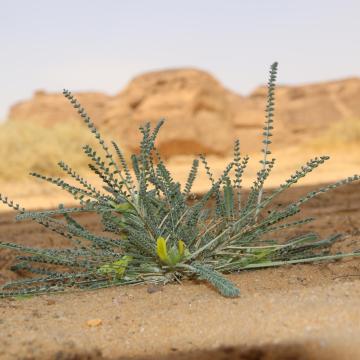 Whole plant