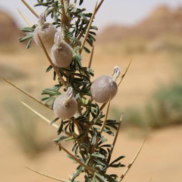 Astragalus spinosus leaves and flowers
