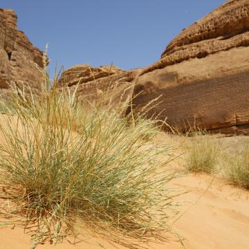 Centropodia forskaolii on Sand dune