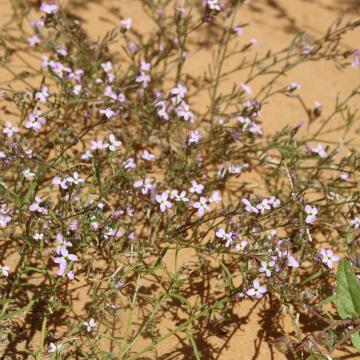 Whole plant