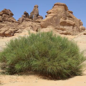 Whole plant