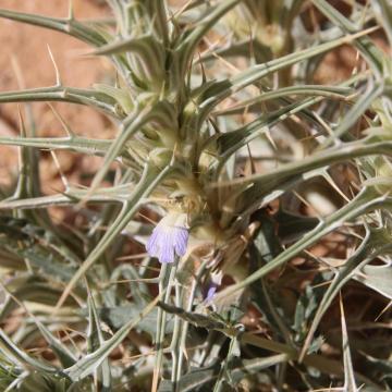 Blepharis ciliaris flower