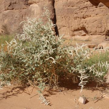 Aerva javanica in its immediate surroundings in a sandstone canyon