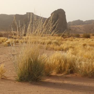 Whole plant
