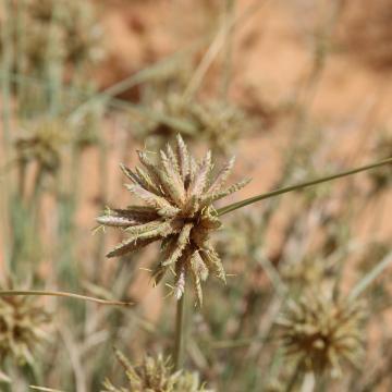 Cyperus conglomeratus flowers