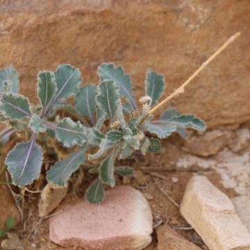 Whole plant