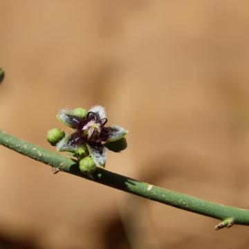 Periploca aphylla flower