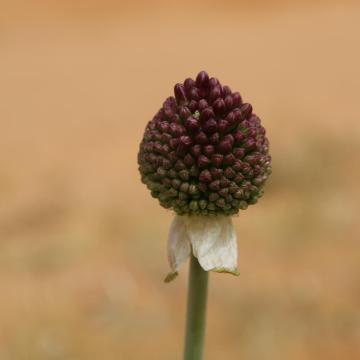 Flowers of Allium atroviolaceum
