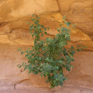 Whole plant