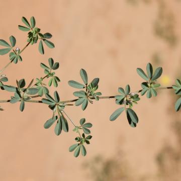 Lotus glinoides stem