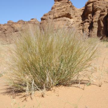 Whole plant