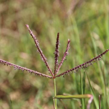 Cynodon dactylon flowers