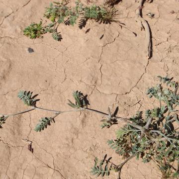 Whole plant