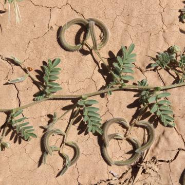 Astragalus eremophilus leaves and fruits