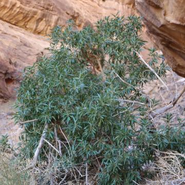 Whole plant