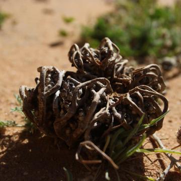 Dried Anastatica hierochuntica