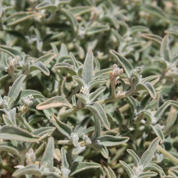 Morettia parviflora flowers