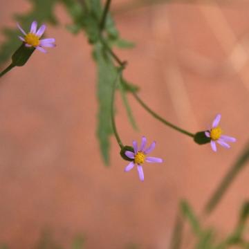 Senecio hoggariensis flowers
