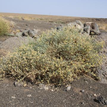 Whole plant