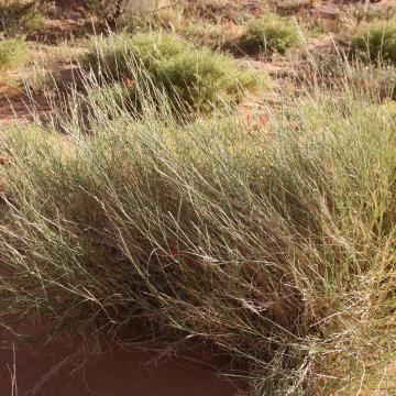 Whole plant