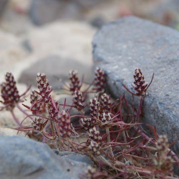 Whole plant