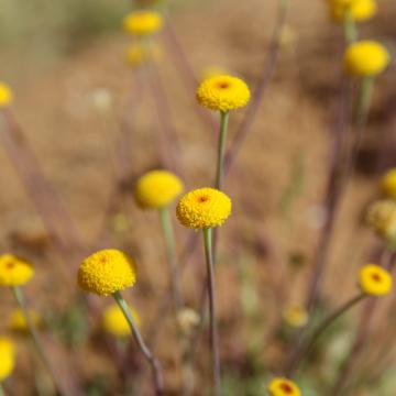 Otoglyphis factorovskyi flowers
