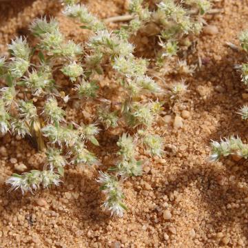 Whole plant