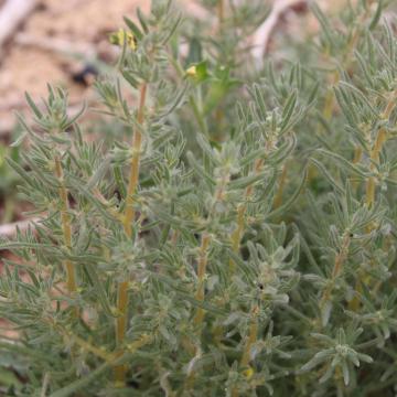 Bassia muricata leaves