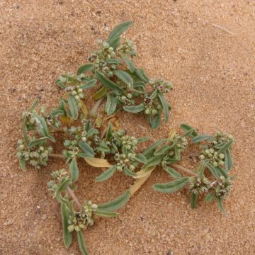 Whole plant