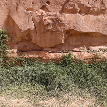 Whole plant climbing a sandtone canyon