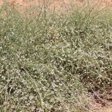 Whole plant