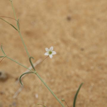 Gypsophila capillaris flower