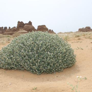 Whole plant