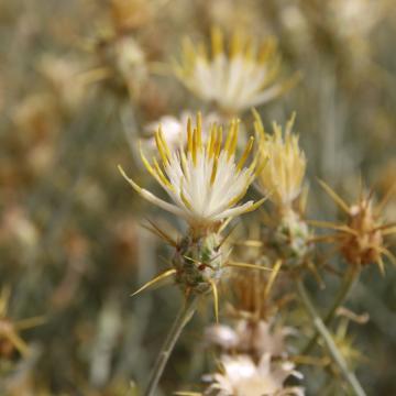 Centaurea scoparia flowers