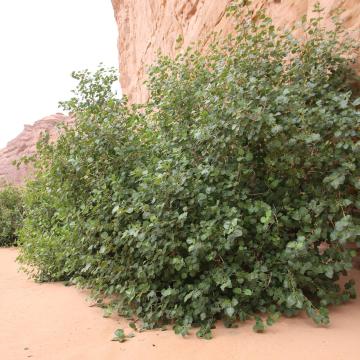 Whole plant