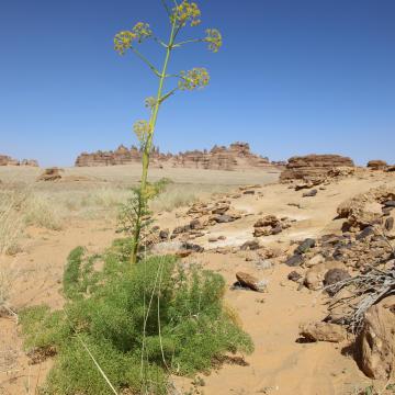 Whole plant