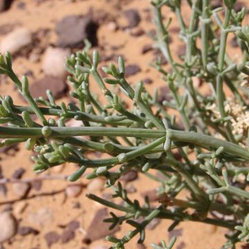 Leaves of Anabasis setifera