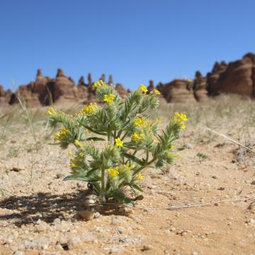 Arnebia hispidissima on Sandy plains and dunes