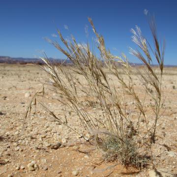 Whole plant