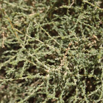 Caroxylon imbricatum leaves