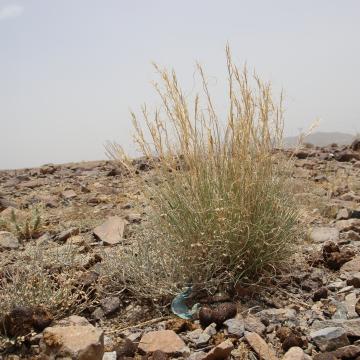 Whole plant