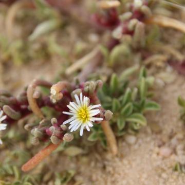 Mesembryanthemum nodiflorum flower