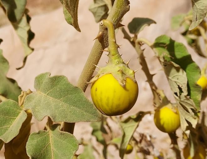Solanum incanum fruit