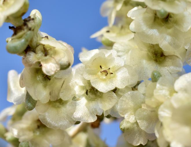 Haloxylon salicornicum fruits