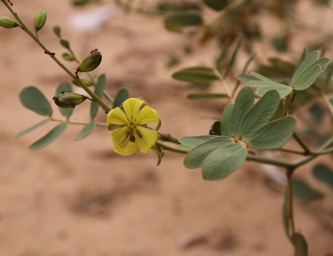 Senna italica flower