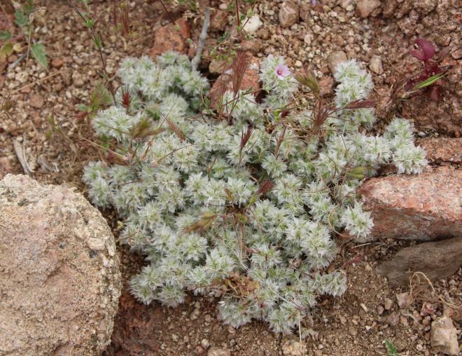 Whole plant