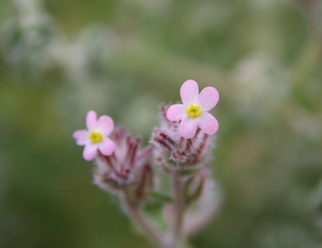 Flowers of Anchusa milleri