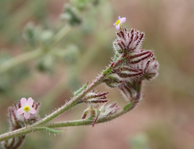 Flowers of Anchusa milleri