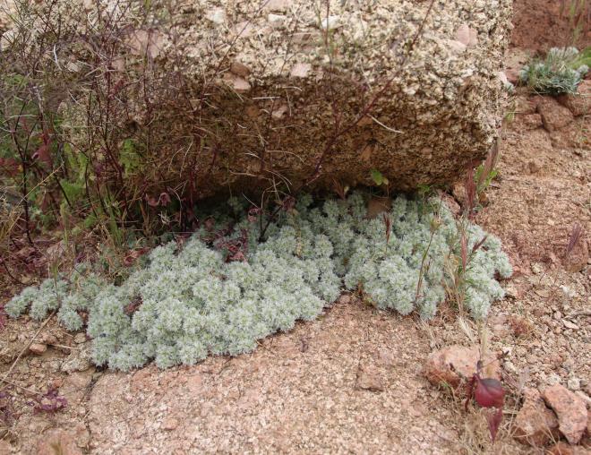 Whole plant